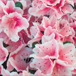 Meet your Posher, Kara